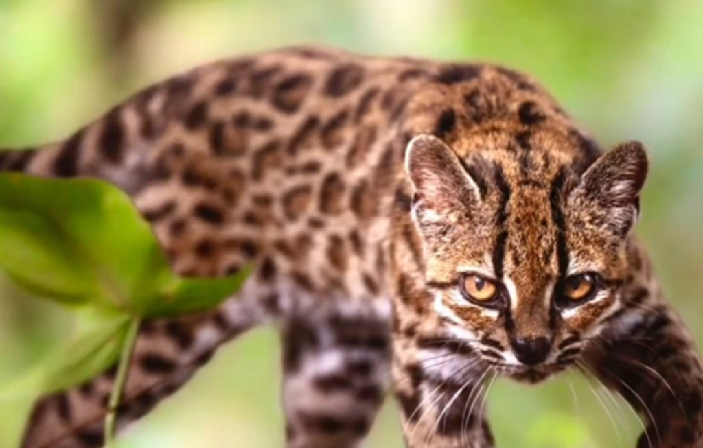 A fost descoperită o nouă specie de pisică sălbatică. „Tigrino” e singurul membru confirmat