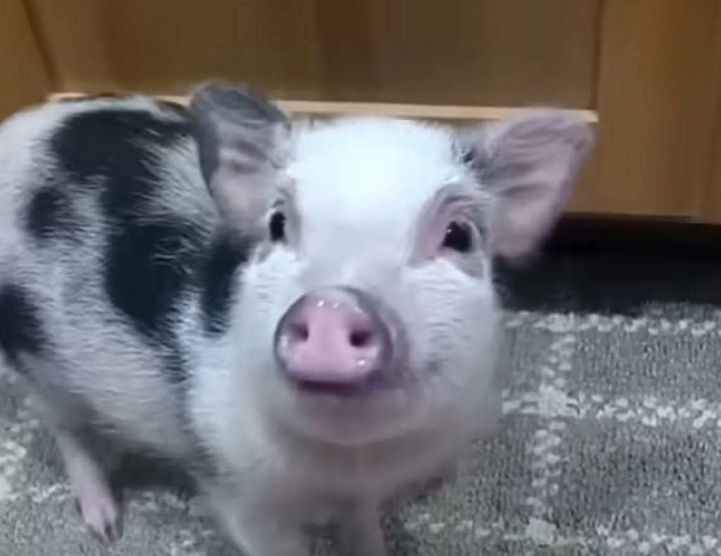 Porcii vietnamezi devin o alegere tot mai populară pentru oamenii care își doresc un animal de companie