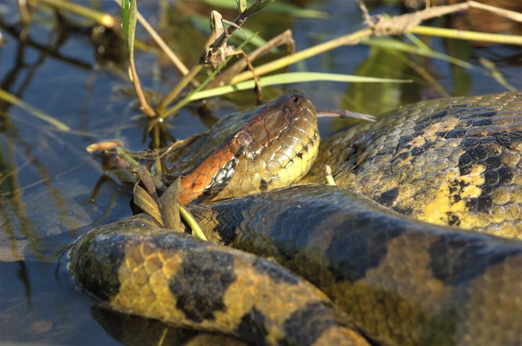 Un șarpe anaconda a fost descoperit pe malurile Dunării. O femeie de 66 de ani a alertat poliția