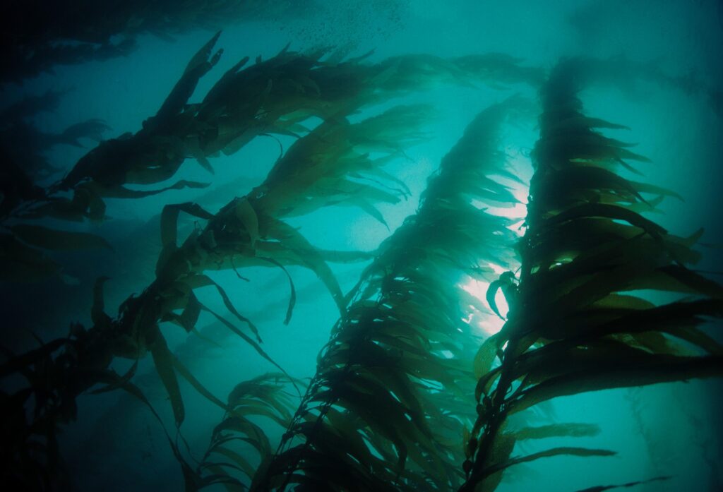 Restaurarea pădurilor de alge marine nu va atenua schimbările climatice. Avertismentul unui nou studiu