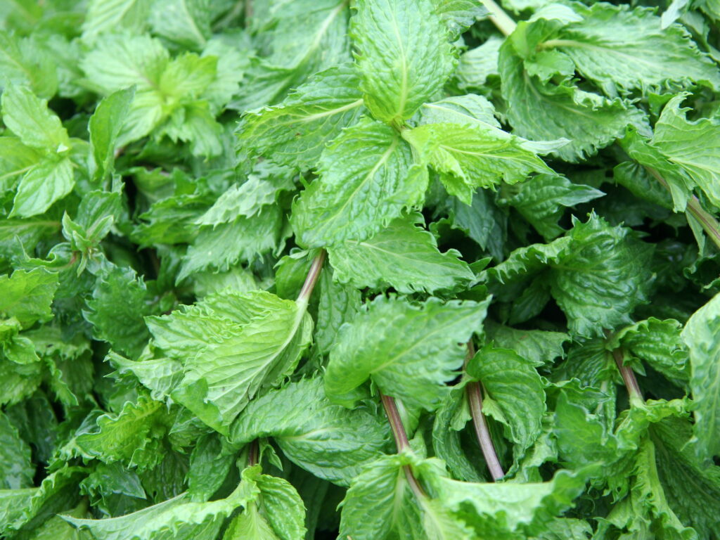 Cererea pentru această plantă este enormă, cu venituri de 7.000 de euro pe hectar