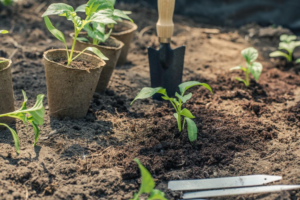 Patru legume pe care să le plantezi în septembrie și care vor fi gata de cules până la sfârșitul anului