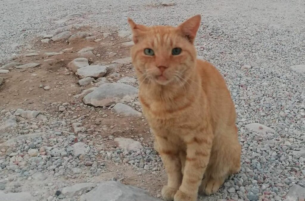 Garfield”, mascota pompierilor români aflați în misiune în Grecia. Motanul a apărut în timpul unei patrulări