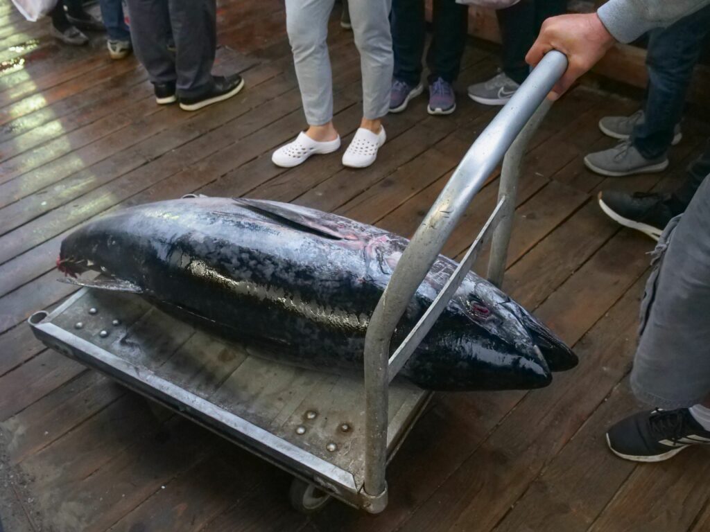 Captură rară în apele Croației. Pescarii au prins un ton roșu de 160 de kilograme