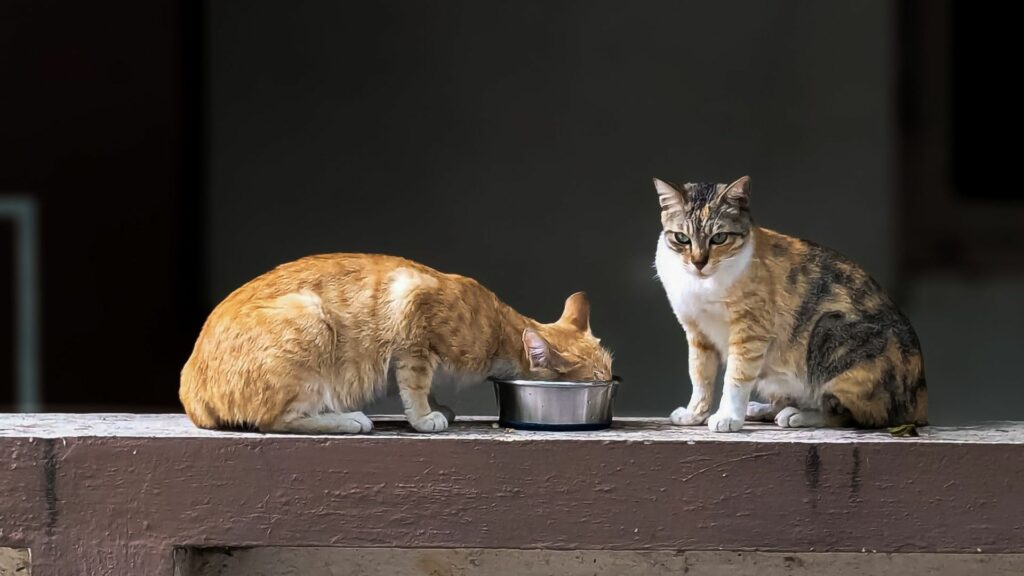 Cruzime tulburătoare: un copil a asmuţit un câine de vânătoare asupra unei pisici. Felina a suferit leziuni grave şi a fost eutanasiată