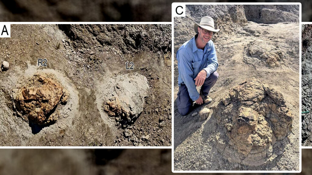 Primele urme de pași ale unui T-Rex adult, descoperite în Dakota de Nord. Ce au aflat cercetătorii