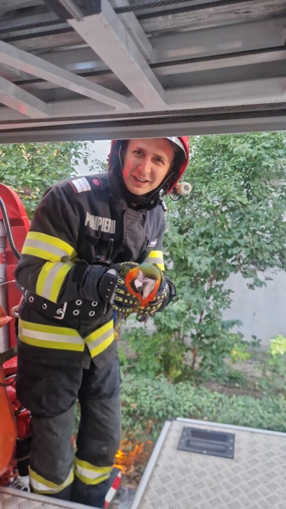 Pui de papagal, recuperat de pompierii din Tulcea după ce a evadat din apartament