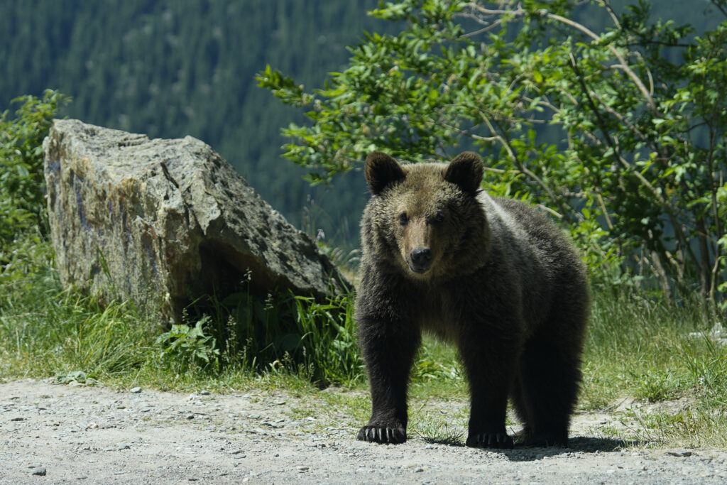 Urs lovit de o mașină în județul Argeș. Mesaj RO-Alert emis pentru locuitorii comunei Cotmeana, după ce animalul nu a fost găsit de autorități