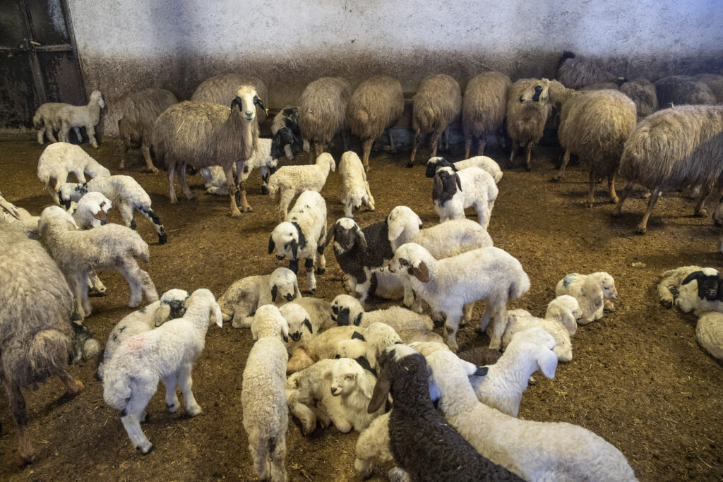 Povestea unei femei care a refuzat să plece dintr-o comunitate distrusă de cutremur pentru a salva oi