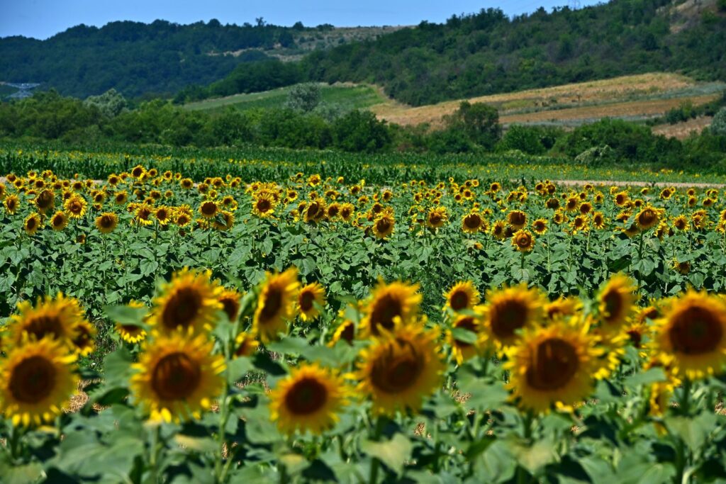 Parchetul European, dosar de 3,5 milioane de euro în România: documente false în sute de proiecte pentru fermieri