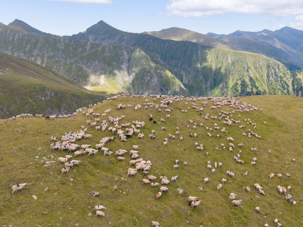 Când ajung vaccinurile pentru oi și capre în România. Comisia Europeană anunță data. Campania de vaccinare începe mai târziu decât au promis autoritățile române