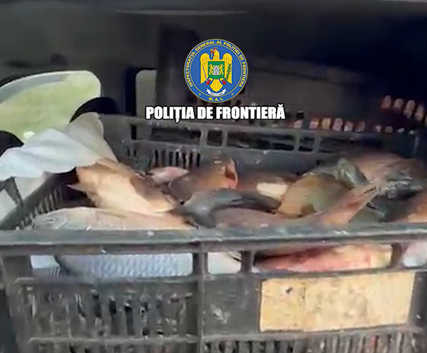 700 de kilograme de pește, descoperite într-o mașină abandonată în județul Constanța