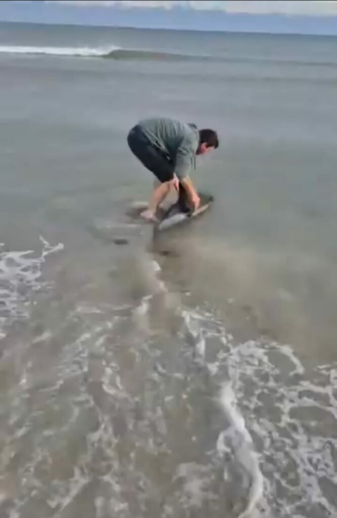 Un delfin eșuat pe o plajă din Eforie, salvat de un tânăr. „Omul bun, la locul potrivit!”