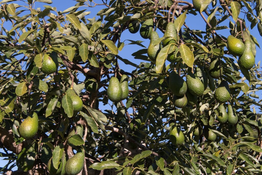 Un bebeluș a murit la patru zile după ce a fost lovit de un avocado. Autoritățile din Argentina, acuzate de neglijență