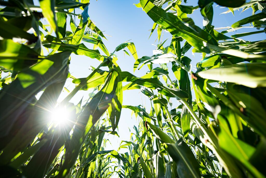 Vylor inaugurează o nouă eră în cultura porumbului: cel mai avansat caracter genetic din industrie pentru spor de producție și stabilitatea producției, control avansat al dăunătorilor pentru un salt major al producției și profitabilității fermierilor