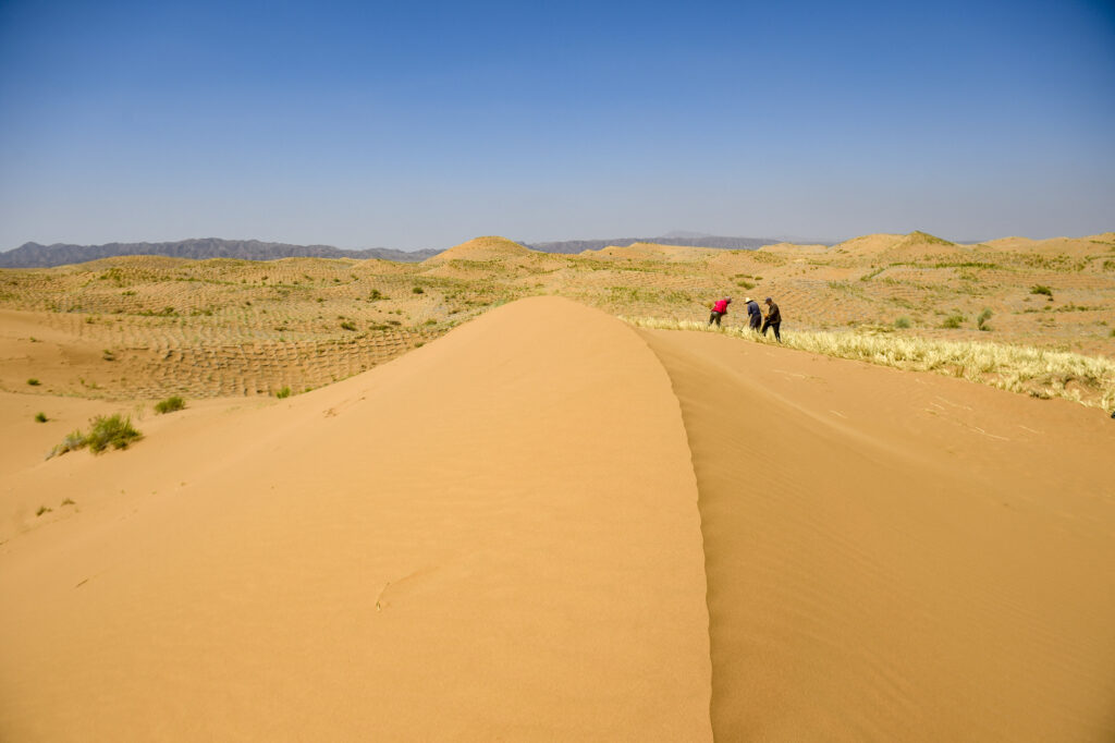 Fenomen unic: Cel mai arid deșert al Pământului este acoperit acum de flori sălbatice