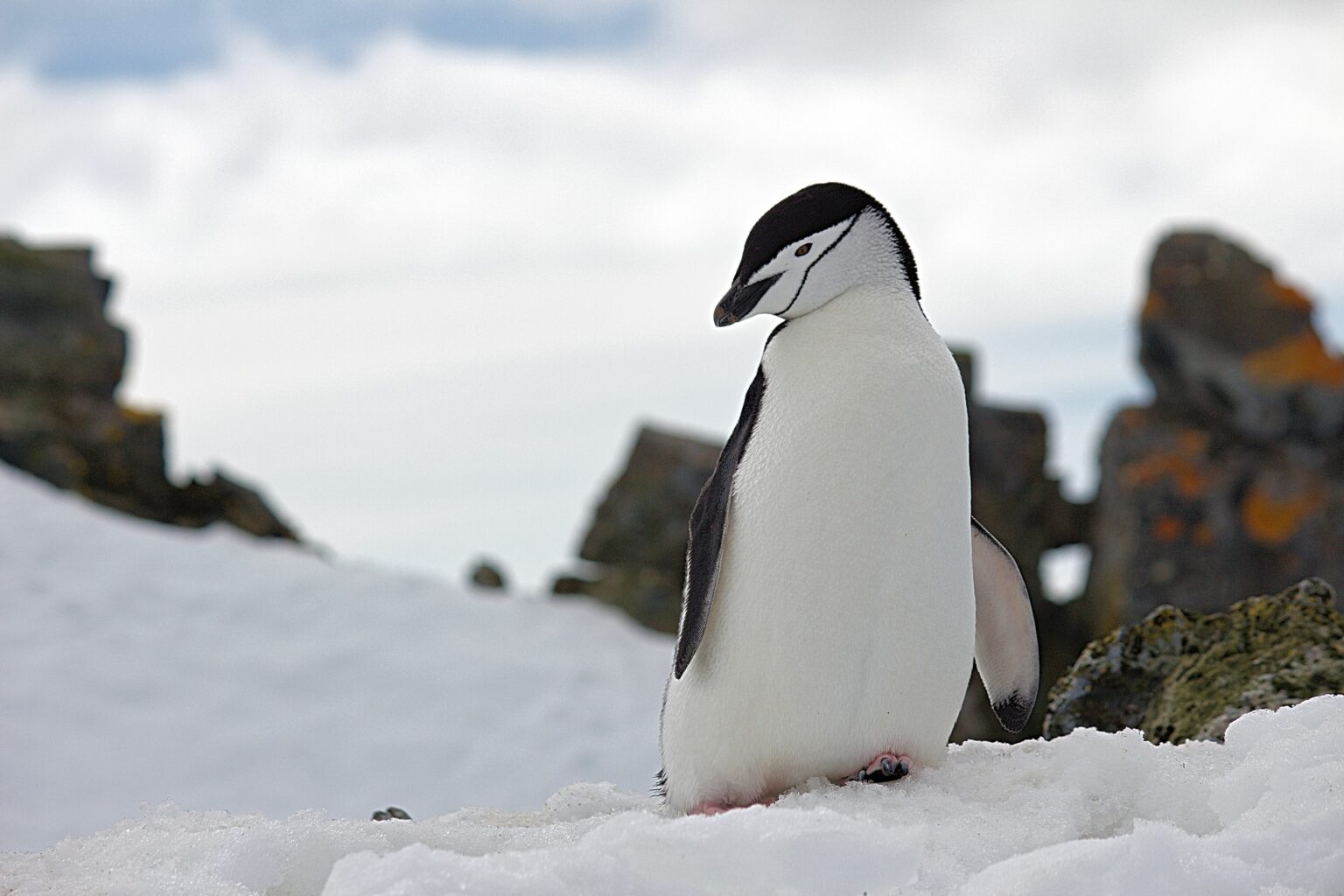 Pinguinii din Antarctica emit până la 7 milioane de tone de metan pe an