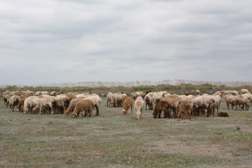 Exporturile de alimente și animale vii au crescut cu 8,1% în primele șapte luni ale anului. Importurile, în scădere