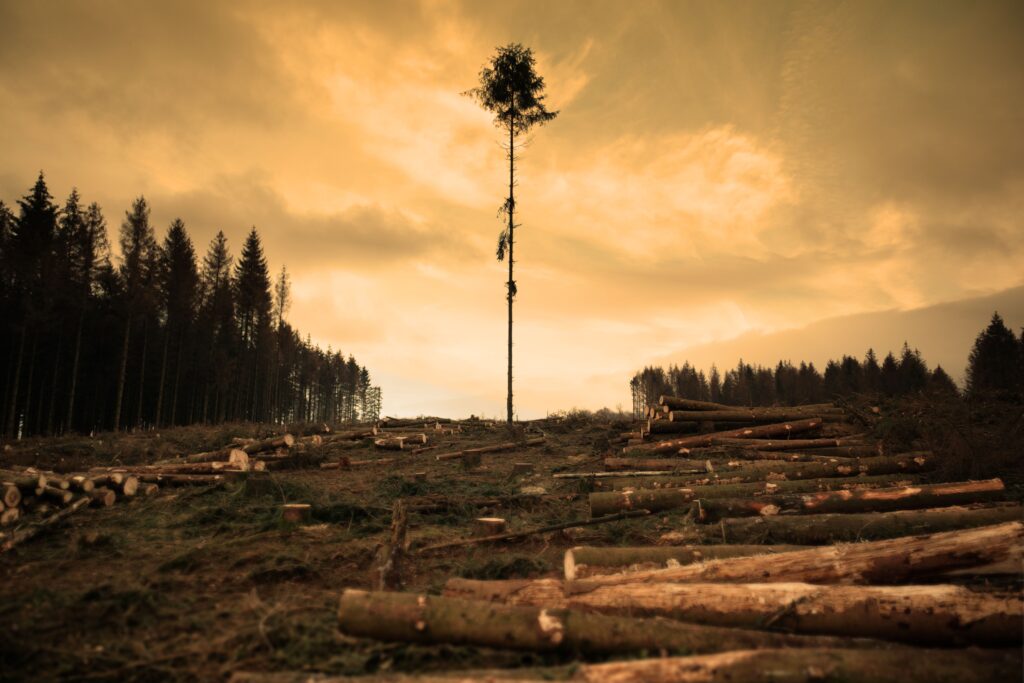 O companie globală, implicată în numeroase proiecte ecologice, a tăiat ilegal peste 250.000 de copaci pentru a construi o clădire