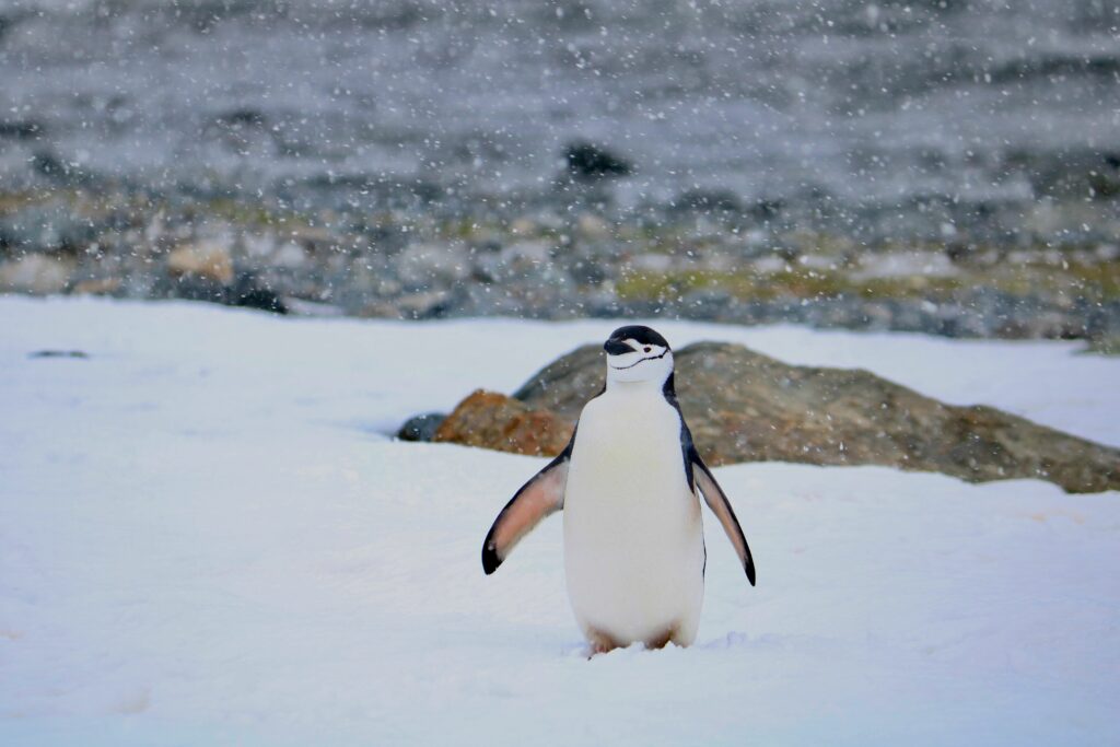 Pinguinii din Antarctica emit până la 7 milioane de tone de metan pe an