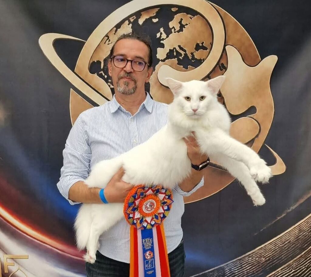Frumuseți cu mustăți și pedigree românesc. Trei pisici născute în România au impresionat la Mondialele feline