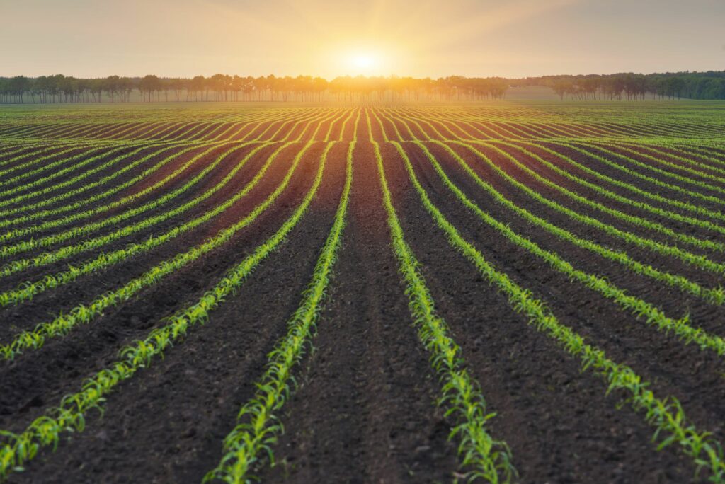 Vylor și Rainbow Crops colaborează pentru accelerarea dezvoltării unor noi caractere de porumb obținute prin editare genetică