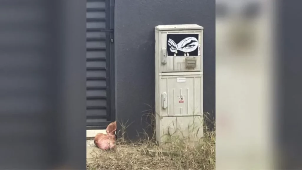 Răsturnare de situație în cazul capului de porc din Tunari: un consilier parlamentar AUR își recunoaște vinovăția: ”Toată acțiunea a fost indusă de Marius Lulea” | O colegă de partid, implicată în amenințări