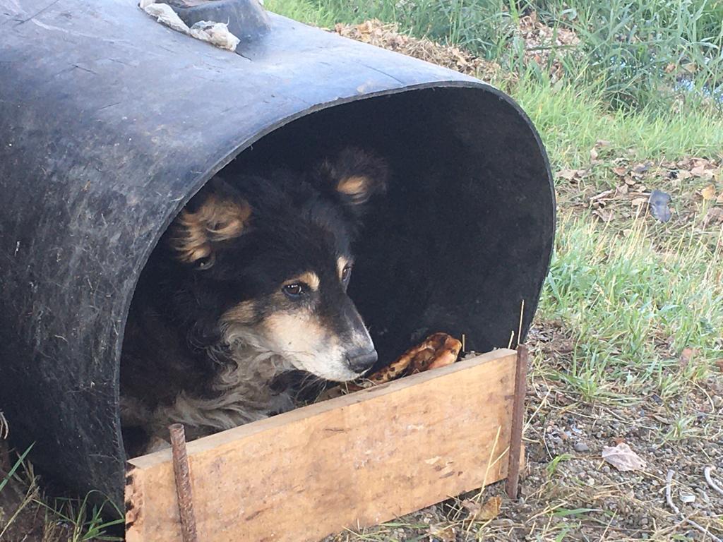 Hachiko