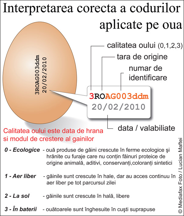 Două treimi din ouăle produse în România sunt de la găini crescute în baterii (Infografic: Lucian Maftei/Mediafax Foto)