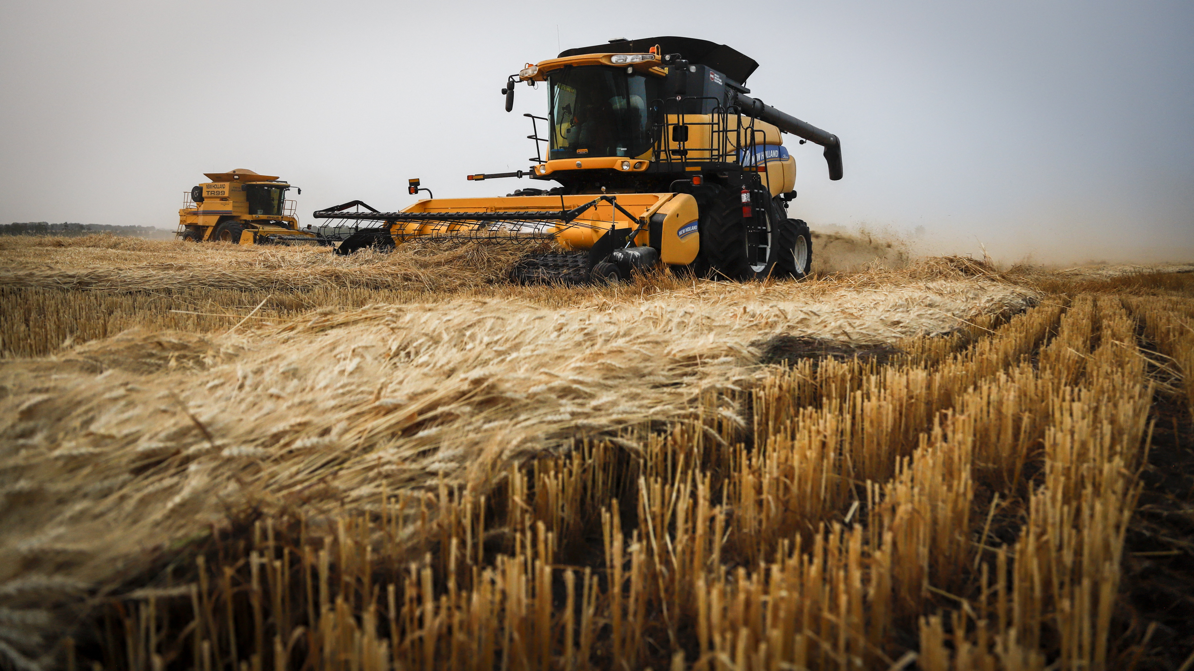  Producția Agricolă a României în Decline în 2024 - INS Dezvăluie Statistici Alarmante pentru Cereale, Leguminoase, Plante Uleioase și Fructe din Livezi