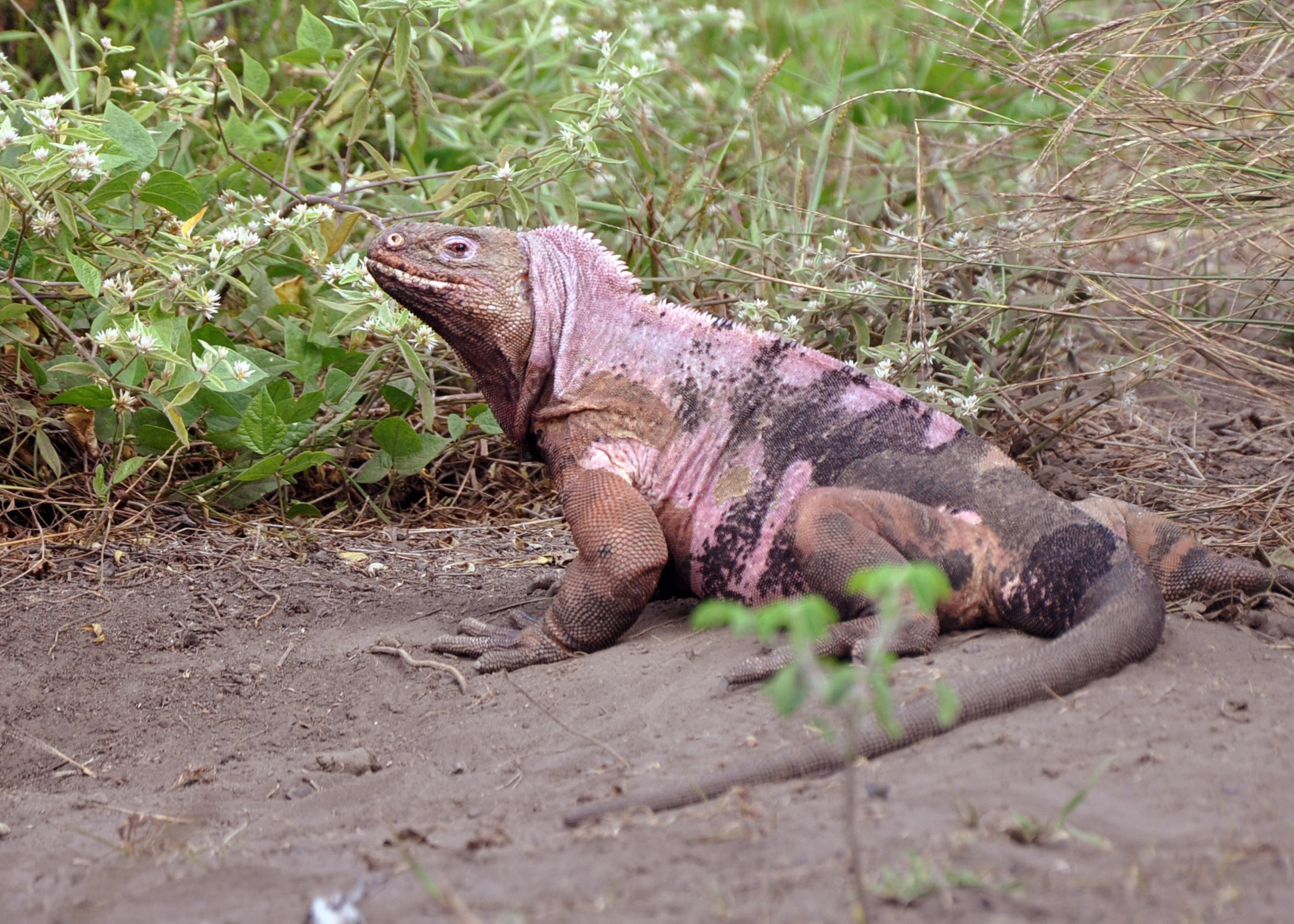 Pui Roz Pui de iguane roz au fost văzuţi pentru prima dată în Insulele Galapagos