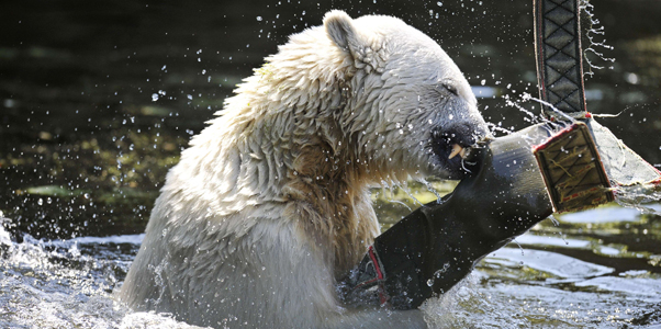 Ursul Knut