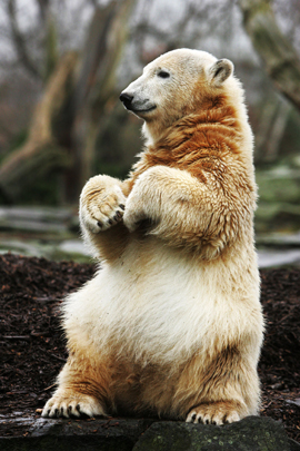 Ursul Knut