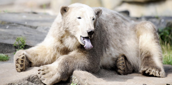 Ursul Knut
