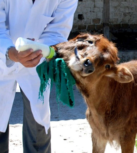 Milagritos, mascota unei Universităţi din Peru