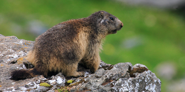 Fermierii germani din zonele alpine, furioşi din cauza marmotelor