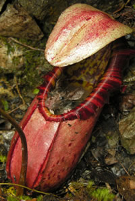Una dintre cele mai mari plante carnivore din lume - Nepenthes northiana