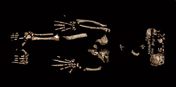 Scheletul de Ardipithecus ramidus, descoperit în 1994