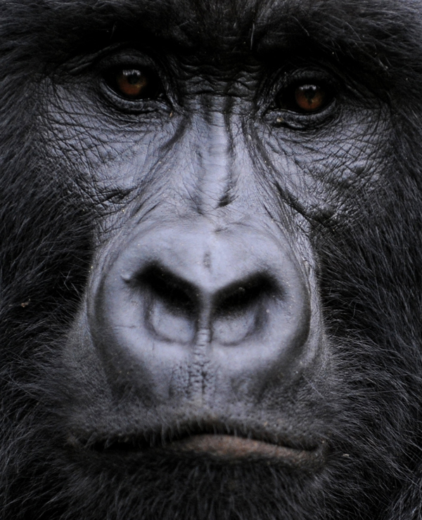 Gorila de munte din Parcul Naţional Virunga