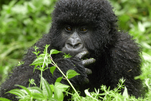Gorila de munte din Parcul Naţional Virunga