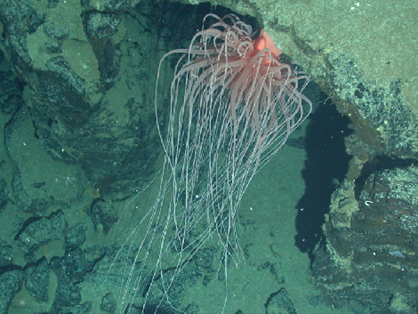Anemonă de mare